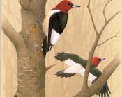 威廉 齐默曼 : Red headed Woodpecker